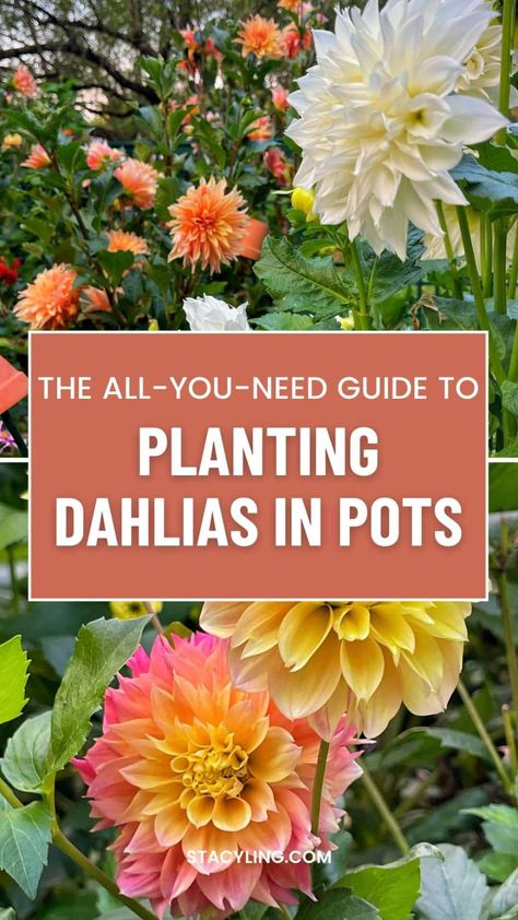 Short on space? This comprehensive guide empowers you to cultivate stunning dahlias in planters. Discover the right pot size, sun needs, feeding tips, and expert techniques for endless blooms. Dahlias In Pots, Dahlia Flower Garden, Planting Dahlias, Flower Farming, Cut Flower Farm, Grow Flowers, Dahlias Garden, Growing Dahlias, Container Ideas