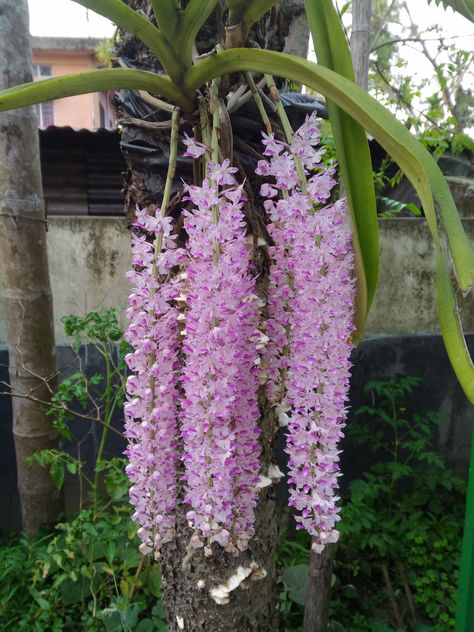 The beautifully fragrant Foxtail Orchid - Rhynchostylis from Asia Foxtail Orchid, Collage Photo Frame Design, Photo Frame Design, Nature View, Photo Pose Style, Cute Selfies Poses, Beautiful Flowers Pictures, Medicinal Plants, Flowers Nature