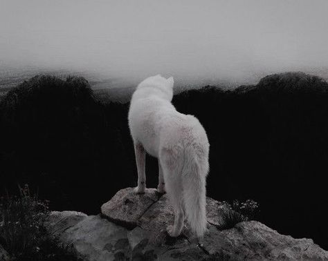 White Werewolf Aesthetic, Arctic Wolf Aesthetic, White Wolf Blue Eyes, Werewolf Pfp, Lone Wolf Aesthetic, White Wolf Aesthetic, Six Of Crows Book, Drow Ranger, White Wolves