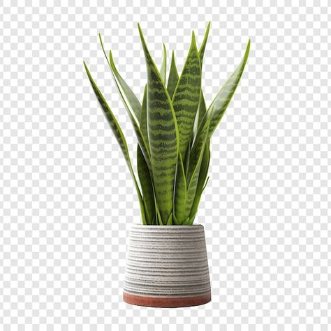 Plant Png, Sansevieria Plant, Sansevieria Trifasciata, Celebrities