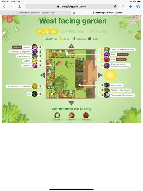 My plans East Facing Garden, Garden Ideas Uk, Plantain Lily, West Facing Garden, Hardy Geranium, Climbing Hydrangea, South Facing Garden, North Garden, Back Garden Design