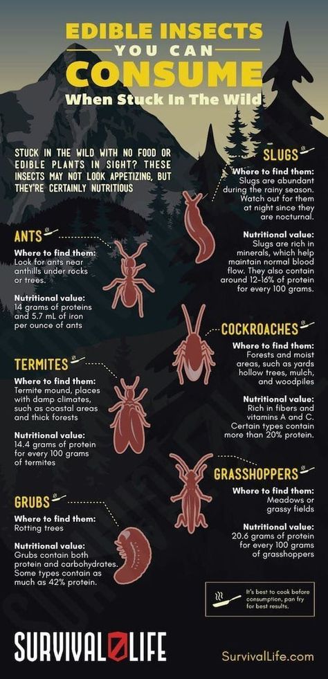 Edible Insects, Shtf Survival, Doomsday Prepping, Surviving In The Wild, Survival Skills Life Hacks, Survival Life Hacks, Apocalypse Survival, Survival Kits, Survival Techniques