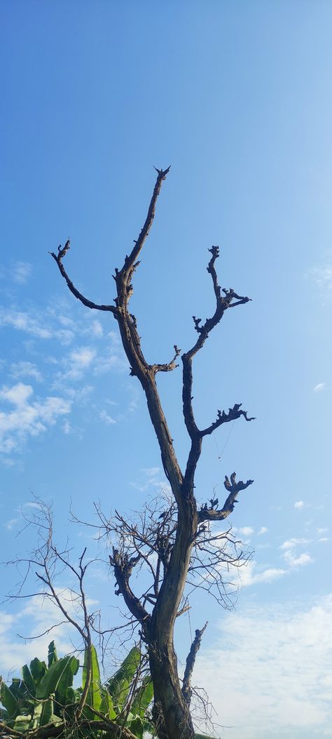 Fresh Sky And Dry Tree Tree Snap, Dry Tree, Sky View, Tree Photography, Tree Wallpaper, 4k Hd, Sky Photography, Cuba, Photography