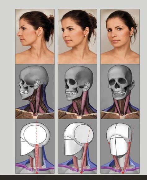 Face Muscles Anatomy, Neck Muscle Anatomy, Head Anatomy, Facial Anatomy, Face Anatomy, Anatomy Sculpture, 얼굴 드로잉, Anatomy Tutorial, Human Anatomy Drawing