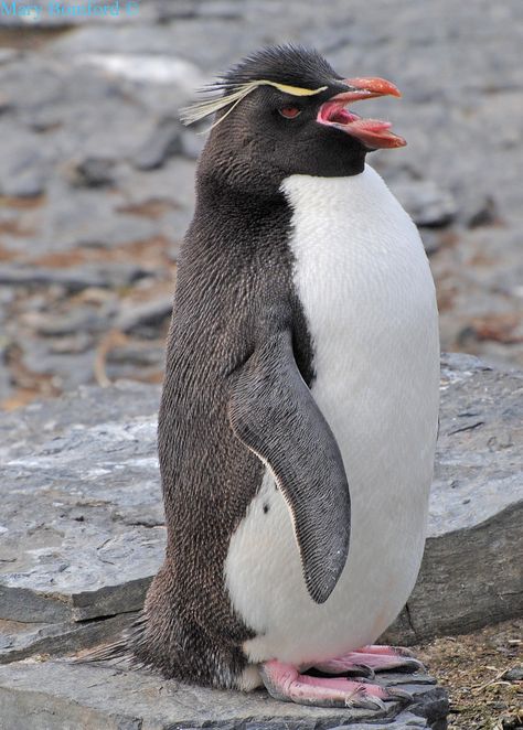 Rockhopper Penguin, Falkland Islands, Beautiful Creatures, Animal Kingdom, Penguins, Birds, Animals