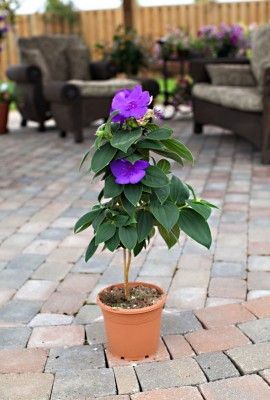 Tibouchina Urvilleana Princess Plant, Sun Morning, Acidic Soil, Princess Flower, Soil Ph, The Terrace, Morning Sun, The Soil, The Princess