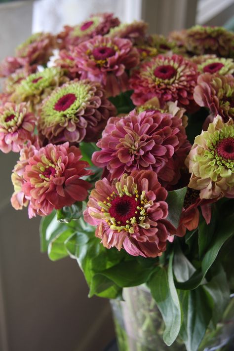 . Zinnia Queen Lime, Lime Zinnia, Zinnia Garden, Flower Catalog, Flower Garden Plans, Flower Types, Flower Picture, Flower Names, Beautiful Flower Arrangements