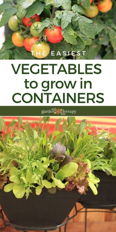 Growing Vegetables in Containers - These Are The Easiest Ones How To Container Vegetable Garden, Grow Your Own Vegetables Small Spaces, Vegetable Garden Pots Container, Pot Plant Vegetable Garden, Growing Fruit And Vegetables In Pots, Growing Veg In Pots, How To Container Garden, Flower Pot Vegetable Garden Ideas, Growing Veg In Small Spaces