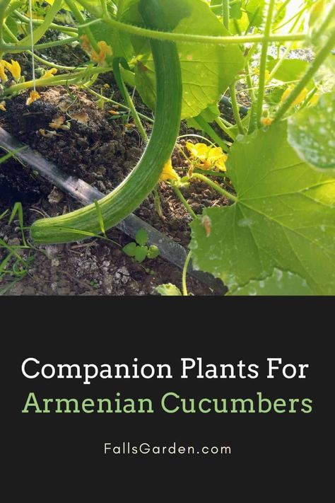 Bugs On Cucumber Plants, What To Plant With Cucumbers, Burpless Cucumber Plant, Planting Cucumbers In Garden, Pruning Cucumber Plants, How To Prune Cucumber Plants, Cucumber Companion Planting, Cucumber Growing Tips, Companion Plants For Cucumbers