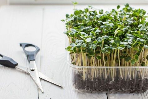 Harvest Kale, Broccoli Microgreens, Microgreens Growing, Microgreens Garden, Wheat Grass Shots, Grow Microgreens, Growing Broccoli, Broccoli Benefits, Micro Greens