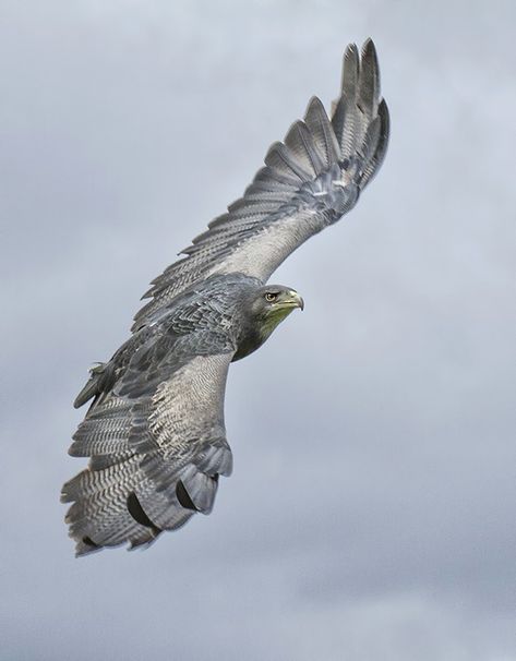 Bird Reference, Grey Eagle, Type Shi, Buzzard, Eagle Eye, Nightingale, Bird Photo, Birds Of Prey, Art Stuff