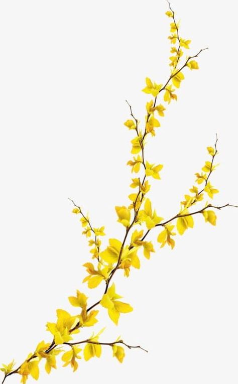 Yellow Flower Tattoo, Forsythia Flower, Yellow Flower Painting, Yellow Drawing, Yellow Flowers Painting, Yellow Flower Art, Brown Tips, World Of Flowers, Line Art Flowers