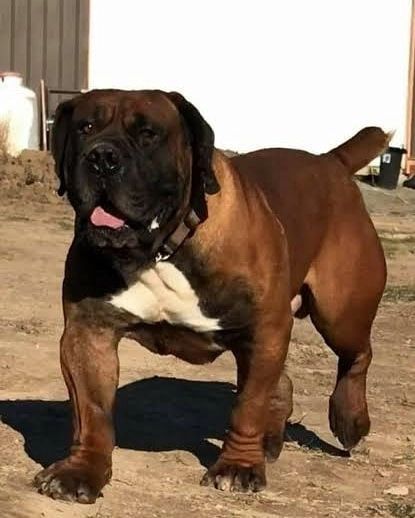 Boerboel | Boerboel pictures and videos on Instagram: “Giant 🦍🦍🦍 . . . Share this with a friend ❤ . . . Follow @boerboelmagazine Follow @boerboelmagazine Follow @boerboelmagazine . . . . 📷…” Mules Animal, South African Mastiff, African Boerboel, Dog Kennel Outside, Mastiff Dog Breeds, Mastiff Breeds, Trucks Chevy, Best Guard Dogs, Bully Breeds Dogs