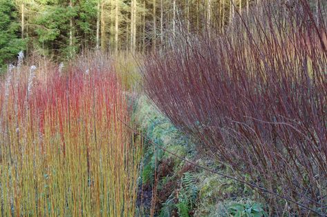 How to start growing willow for basket making. - Hanna Van Aelst Willow Sculpture Ideas, Growing Willow For Weaving, Diy Willow Basket, Willow Basket Weaving, Willow Bush, Homestead Crafts, Willow Sculptures, Craft Basket, Willow Sticks