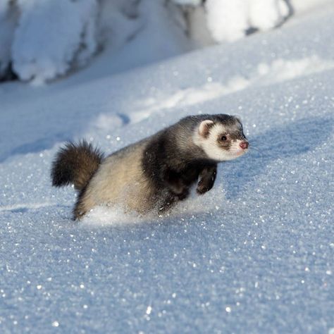 A lot of pictures were taken when we were away. This is me running through the snow ❄️⛄ Ferret Running, Ferret Photography, Funny Ferrets, A Ferret, Pet Ferret, Cute Ferrets, Little Puppies, Funny Animal Memes, Animals Of The World