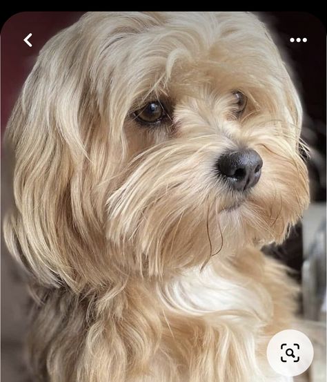 Small Dog Haircut, Malshi Dogs, Yorkie Shih Tzu Mix, Havanese Haircuts, Shorkie Puppies, Havanese Grooming, Puppy Dog Pictures, Bichon Havanais, Cavachon Puppies