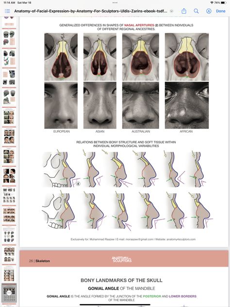 Nose Cartilage Anatomy, Nose Anatomy, Anatomy Drawing Practice, Skull Anatomy, Face Anatomy, Anatomy Sculpture, Abstract Expressionist Art, Drawing Tutorial Face, Art Advice