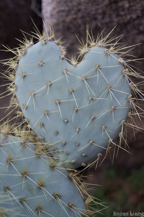 Cactus Heart Drawing, Heart Shaped Cactus, Heart Shaped Plant, Parodia Cactus, Opuntia Microdasys, Dandelion, Cactus, Flowers, Plants