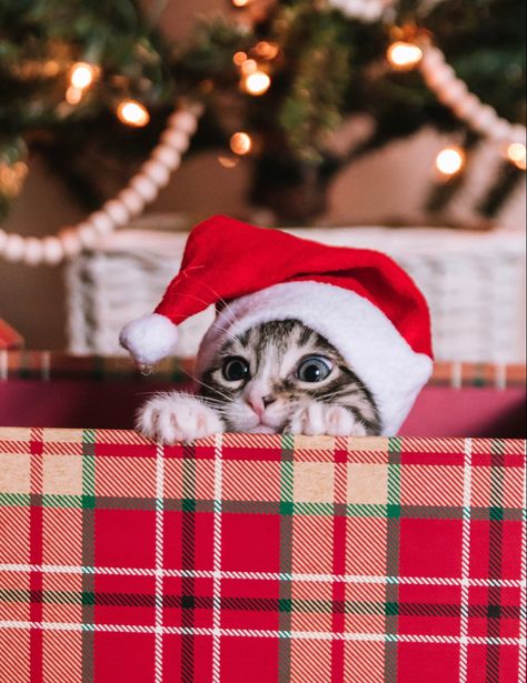 cat pet kitten cute domestic inspo idea aesthetic photography wallpaper christmas santa hat card idea Mini Santa Hat, Home Christmas Decor, Idea Aesthetic, Kitten Cute, Wallpaper Christmas, Christmas Santa Hat, Pet Kitten, Home Christmas, Cat Pet