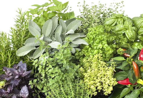 4 Herbs Not at the Farmers’ Market (And You Should Sell) - HobbyFarms.com Selling Herbs, Farm Marketing, Herb Garden In Kitchen, Kitchen Herbs, Culinary Herbs, Herbs For Health, Hobby Farms, Growing Herbs, Planting Herbs