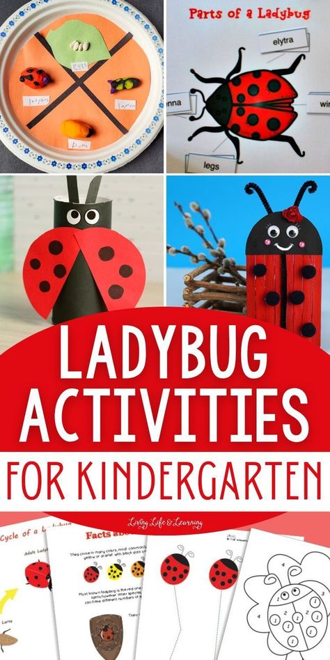 Have an afternoon full of creative activities and science learning with   all these kid-friendly ladybug activities for kindergarten. From   crafting activities to simple math worksheets, let your child's mind   flutter with excitement as they go through each of these ladybug-themed   activities with you. Ladybugs Kindergarten, Bug And Insect Activities, Simple Math Worksheets, Ladybug Life Cycle Activities, Ladybug Math, Ladybug Activities, Ladybugs Preschool, Ladybug Life Cycle, Crafting Activities