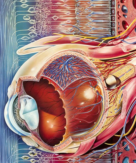 Eye anatomy, illustration - Stock Image - C050/7021 - Science Photo Library Eye From The Side, Photo References For Drawing, Eyeball Anatomy, References For Drawing, Cutaway Illustration, Anatomy Artwork, Eye Structure, Anatomy Illustration, Moon Stars Art