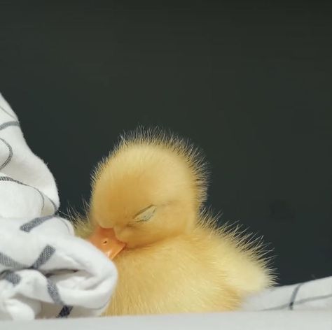 Pet Ducks, Cute Ducklings, Cute Small Animals, Baby Ducks, Super Cute Animals, Pretty Animals, Pinturas Disney, Cute Animal Photos, Animal Wallpaper