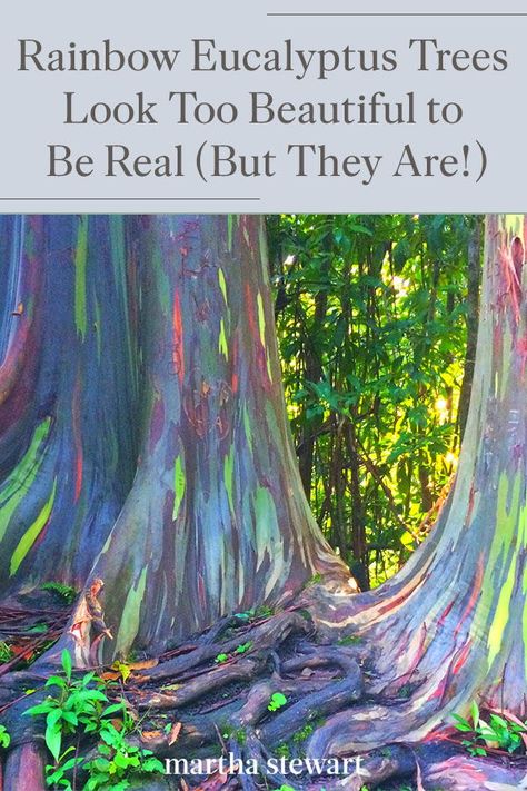 Click here to learn about the rainbow eucalyptus tree and where you can see it in person to fully appreciate its bold, bright colors. Plus, learn why the rainbow eucalyptus is so unique and what causes it to have those beautiful colors. #gardening #gardenideas #garden Eucalyptus Deglupta, Rainbow Eucalyptus Tree, Real Rainbow, Rainbow Eucalyptus, Eucalyptus Trees, Driftwood Art Diy, Forest Habitat, Acrylic Art Projects, Rainbow Tree