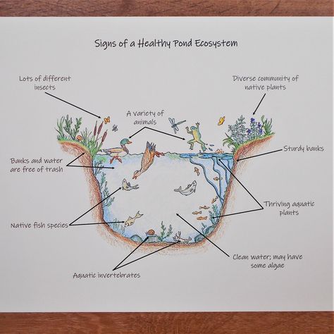 I loved making the illustrations for my pack of learning resources on Pond Ecosystems! Ecology is one of my favorite subjects that I Pond Ecosystem Project, Pond Ecosystem Diagram, Ecosystem Drawing, Pond Ecosystem, Ecosystem Activities, Pond Habitat, Ecosystems Projects, Science Chart, Nature Learning