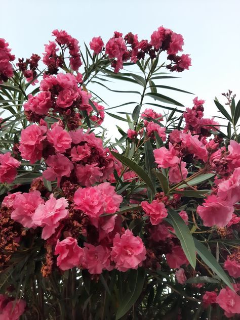 Pink flowers from italy Flowers In Italy, Field Of Pink Flowers, Pink Beach Greece, Greece Pink Flowers, Italian Flowers, Pink Flowers In Water Aesthetic, Beach Flowers, Pink Beach, Pink Flower