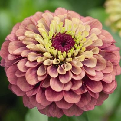 Zinnia Queeny Lime Red Seed Starter Kit, Zinnia Elegans, Seed Starter, Border Plants, Cut Flower Garden, Seed Company, Ornamental Grasses, Flower Farm, Growing Flowers