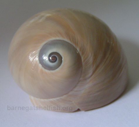 Moon Snail, Sea Snail, Snail Shell, Seashell Art, Seashell Crafts, Sealife, Sea Shells, Shells, Moon