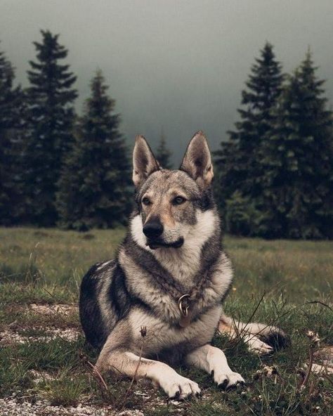 Wolf Poses, Czechoslovakian Wolfdog, Police Canine, Wolf Husky, Wolf Photography, Wolf Love, Cute Dog Pictures, Bear Dog, Pet Animals