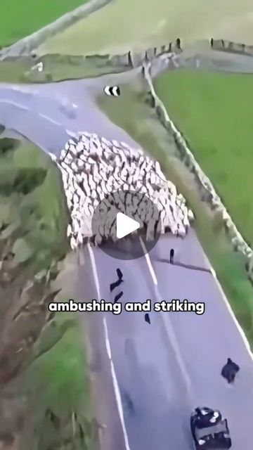 Animal Bond Stories on Instagram: "The sheepdog looks so cool while herding the sheep #shortvideo #shorts #dog #pets #animals #cool" Sheep Herding Dogs, Fun Videos, Dog Pets, Awesome Sauce, Awesome Animals, Herding Dogs, Border Collies, The Sheep, August 21