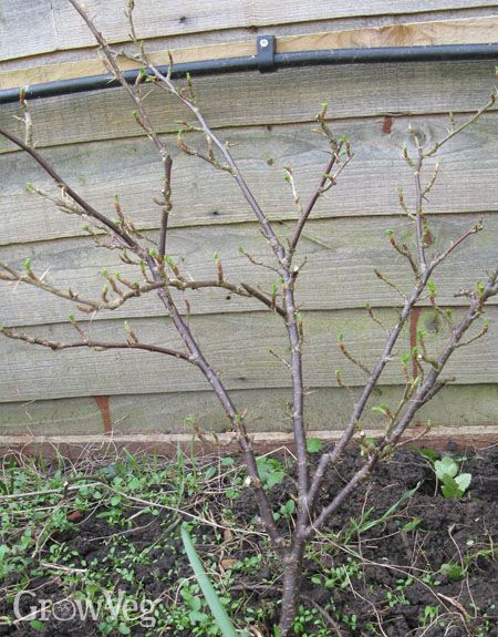 How to Winter Prune Gooseberries and Currant Bushes Currant Bush, Gooseberry Bush, Allotment Ideas, Vege Garden, Fruit Growing, Red Currants, Edible Gardening, Fruit Bushes, Berry Bushes