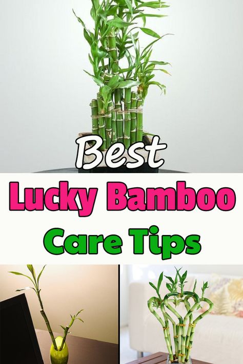 Check out these Lucky Bamboo Care Tips to learn how to grow this low care houseplant. It's perfect for your office desk, kitchen counter or as a table centerpiece! Bamboo Plant Indoor, Lucky Bamboo Care, Indoor Bamboo Plant, Bamboo Plant Care, Indoor Bamboo, Ribbon Plant, Lucky Bamboo Plants, Easy House Plants, Bamboo Care