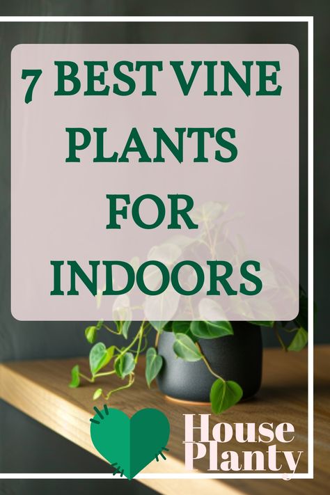 Discover lush growth with our list of the best vine plants for indoors – transform your space into a verdant oasis effortlessly! Indoor Ivy, Indoor Vine Plants, Plants For Indoors, Indoor Vines, Vine Plants, Types Of Houseplants, Arrowhead Plant, Jungle Vibes, Natural Air Freshener