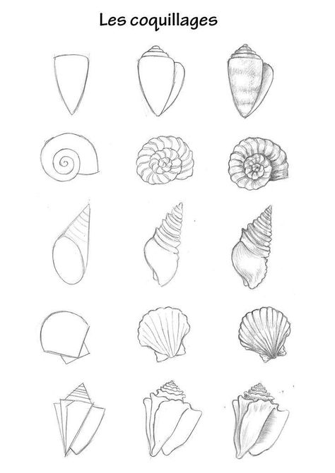 Under The Sea Animals Drawings, Sea Creatures Drawing Ocean, Simple Ocean Animal Drawing, Sea Shell Drawing Easy, Sea Creatures Painting Easy, How To Draw A Shell, Seashell Drawing Simple, Easy Sea Creature Drawings, Sea Life Drawings Easy