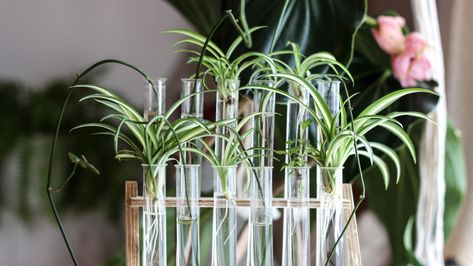 How To Propagate Spider Plant Babies And Give Them Some TLC Curly Spider Plant, Different Spiders, Spider Plant Babies, Spider Plant Care, Seed Starting Mix, Spider Plant, Top Soil, Spider Plants, Mother Plant