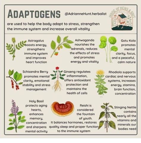 Herbs For Anger, Holistic Healing Aesthetic, Herbology Aesthetic, Herbal Education, Natural Antibiotic, Medicinal Herbs Garden, Medical Herbs, Plant Medicine, Magic Herbs