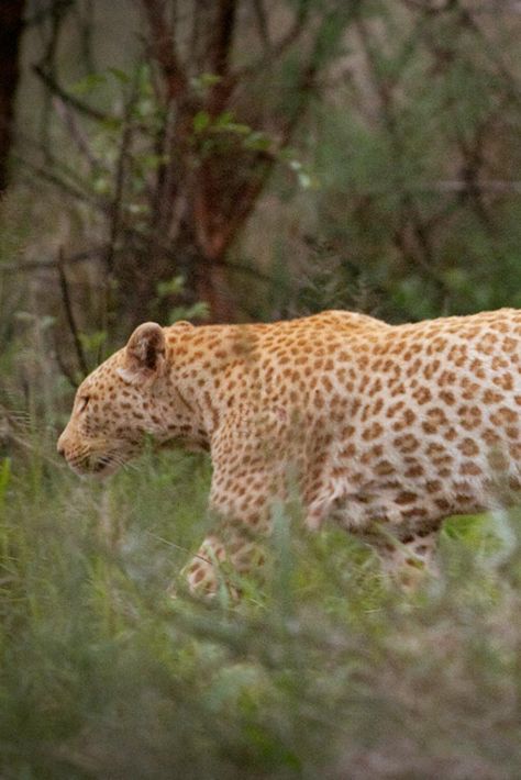 Lizard Person, Feline Reference, Strawberry Leopard, Animals Mythical, Cheetah Art, African Leopard, Cheetah Cubs, Wcue Morph, Dragon Puppet