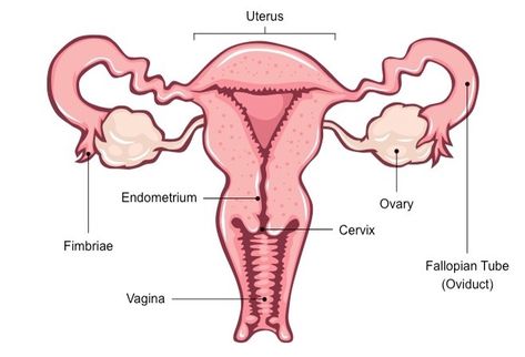 The reproductive system or genital system is a system of organs within an organism which work together for the purpose of reproduction. Female Reproductive System Drawing, Ovary Body Type, Female Reproduction System, Reproductive System Drawing, Reproduction In Humans, Female Reproductive System Diagram, Uterus Anatomy, Female Reproductive System Anatomy, Biology Drawing