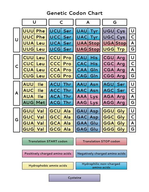 Learn how the genetic code is used to translate mRNA into proteins and print the PDF of the genetic code chart for a study guide to learn the codons. Biorythme Chart, Human Genetics, Biochemistry Notes, Genetic Code, Molecular Genetics, Study Biology, Biology Classroom, Biology Facts, Medical Laboratory Science