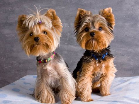 Yorkie Haircuts Pictures, You need to regularly bathe, shampoo, condition and brush them, and that is only to maintain their fur. Their nails also need to Yorkie Cut, Yorkie Puppy Haircuts, Miniature Yorkshire Terrier, Yorkshire Terrier Grooming, Yorkie Cuts, Yorkie Hairstyles, Puppy Haircut, Yorkie Haircuts, Yorkshire Terrier Haircut