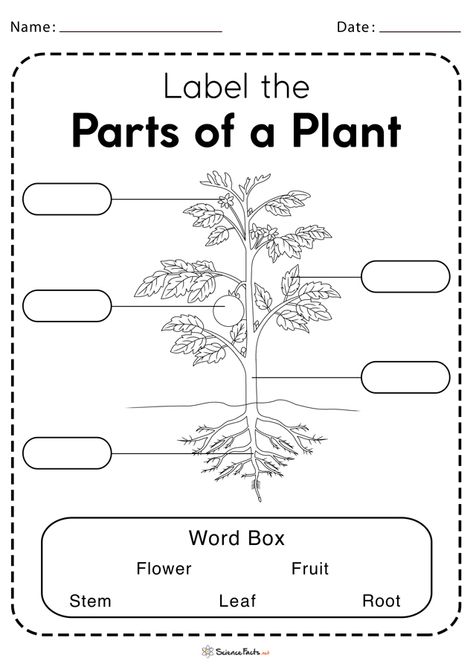 Parts Of A Plant Worksheet, Flower Worksheet, Plant Worksheet, Plant Lessons, Plants Worksheets, Worksheets For Class 1, Body Parts Preschool, Planting For Kids, Plants Unit