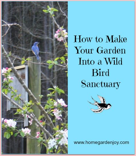 I've always wanted to do this! Make your yard into a wild bird sanctuary. Wild Birds Backyards, Backyard Birds Sanctuary, Birds Home, Bird Sanctuary, Bird Watchers, Diy Birds, Home Gardening, Wildlife Gardening, Pollinator Garden