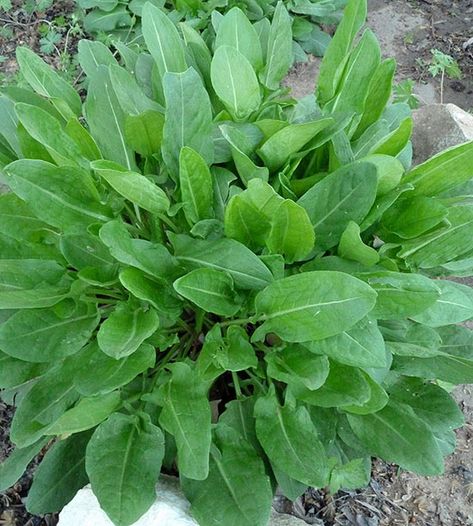 Sorrel French Sorrel, Sheep Sorrel, Sorrel Plant, Gardening Tattoo, Tools Tattoo, Gardener Aesthetic, Garden Aesthetics, Wallpaper Garden, Wild Foraging