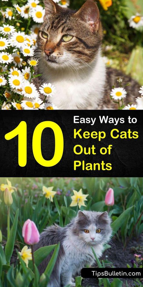 Keep Cats Out Of Plants, Plants That Repel Cats, Cat Repellant Outdoor, Doterra Oil, Cat Repellant, Sustainable Gardening, Plant Terrarium, Cat Plants, How To Drive