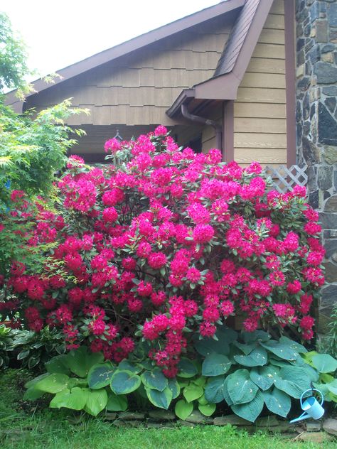 Rhododendron bush..... Rhododendrum Bush, Rodedenderon Bush, Rodadendren Bush, Rhododendron Landscaping, Foundation Landscaping, Rhododendron Bush, Rhododendron Garden, Steep Gardens, Landscape Beds