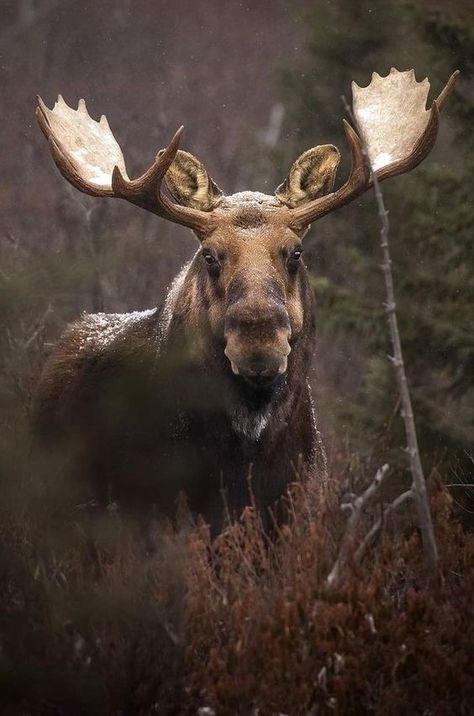 Moose Tattoo, Elk Pictures, Water Deer, Moose Pictures, Male Deer, Moose Deer, North American Animals, Wild Animals Photography, Deer Photos